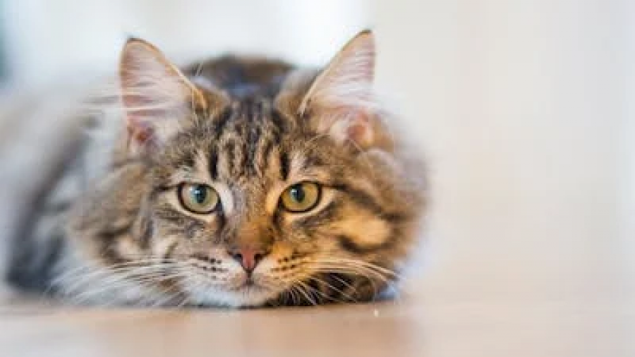 고양이 볼드모트 사료 리스트 (제조사 뜻 증상 제보)