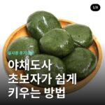 야채도사 초보자가 쉽게 키우는 방법