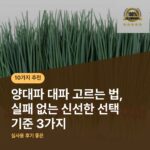 양대파 대파 고르는 법, 실패 없는 신선한 선택 기준 3가지