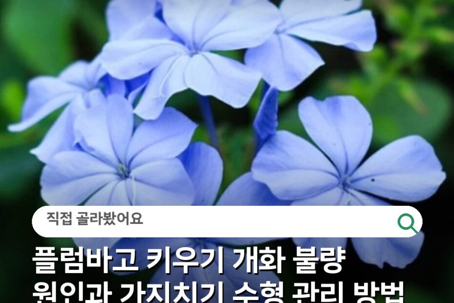 플럼바고 키우기 개화 불량 원인과 가지치기 수형 관리 방법
