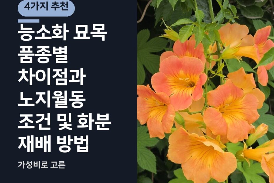 능소화 묘목 품종별 차이점과 노지월동 조건 및 화분 재배 방법