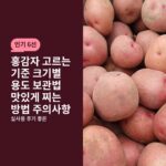 홍감자 고르는 기준 크기별 용도 보관법 맛있게 찌는 방법 주의사항