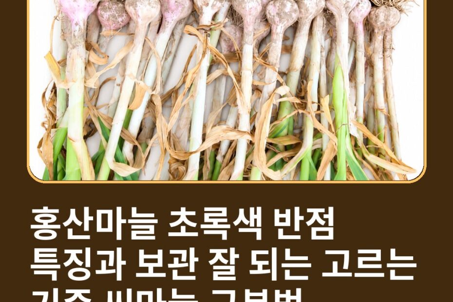 홍산마늘 초록색 반점 특징과 보관 잘 되는 고르는 기준 씨마늘 구분법
