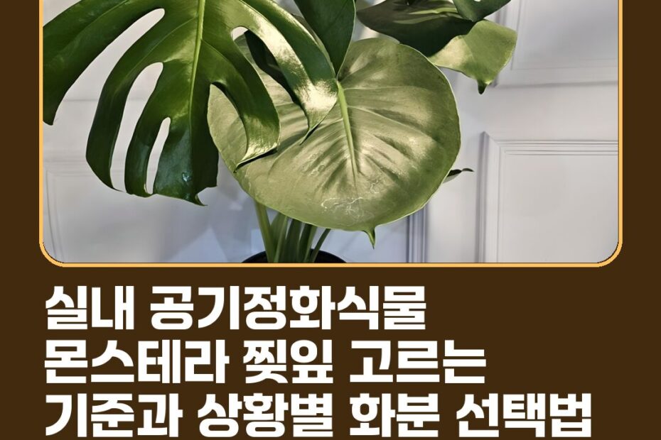 실내 공기정화식물 몬스테라 찢잎 고르는 기준과 상황별 화분 선택법