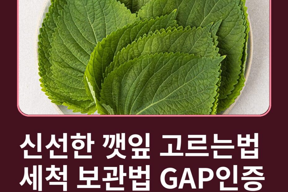 신선한 깻잎 고르는법 세척 보관법 GAP인증 깨순 용도별 차이