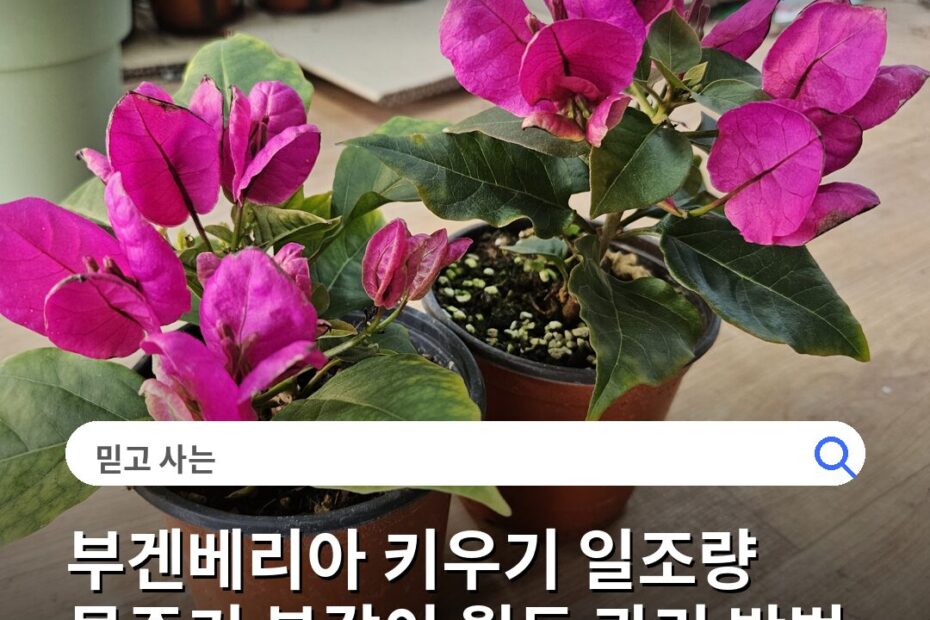 부겐베리아 키우기 일조량 물주기 분갈이 월동 관리 방법